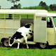 Illustration for article titled Blip: Uber For Cattle